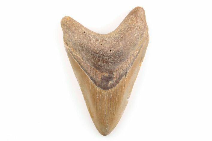 Fossil Megalodon Tooth - North Carolina #200664